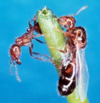 Fire ant queen and worker